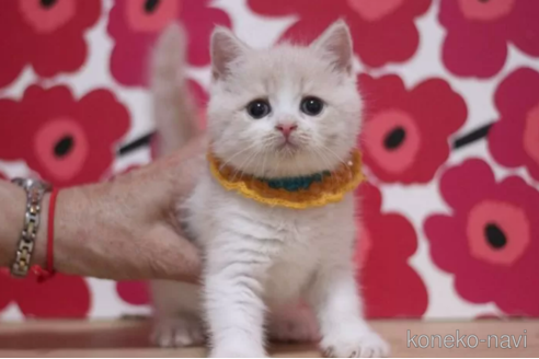 成約済の東京都のスコティッシュフォールド-100920の6枚目